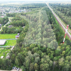 Зелёная птица