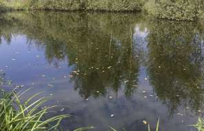Водоем